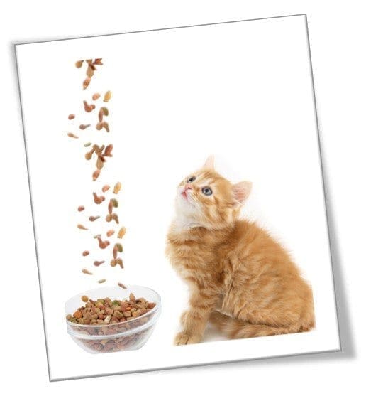 Alimentação-natural-para-pets-equalis-veterinario