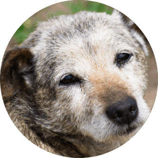 Geriatria Veterinária